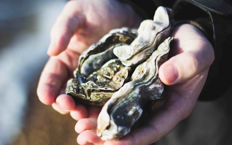 Oysters in hand. Photo by Charlotte Coneybeer on Unsplash