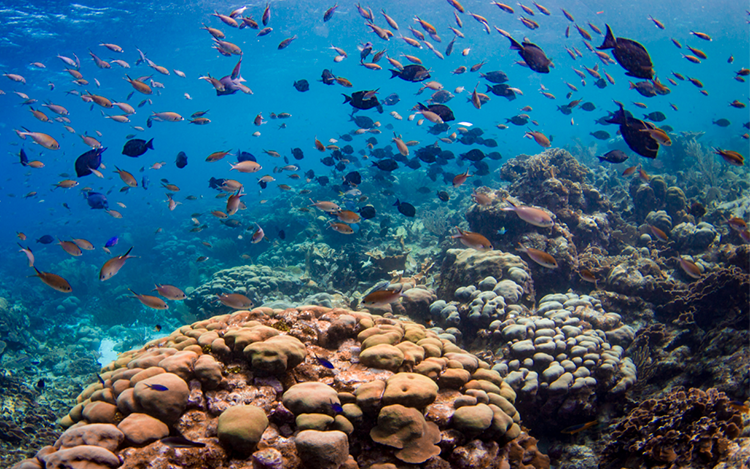 Coral reef. Courtesy of NOAA Fisheries