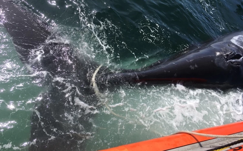 Maine fishing rope found in dead North Atlantic right whale