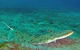 Courtesy of NOAA Fisheries