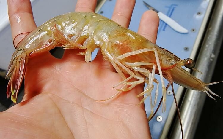 S.C. fleet harvesting large white shrimp as season gets underway