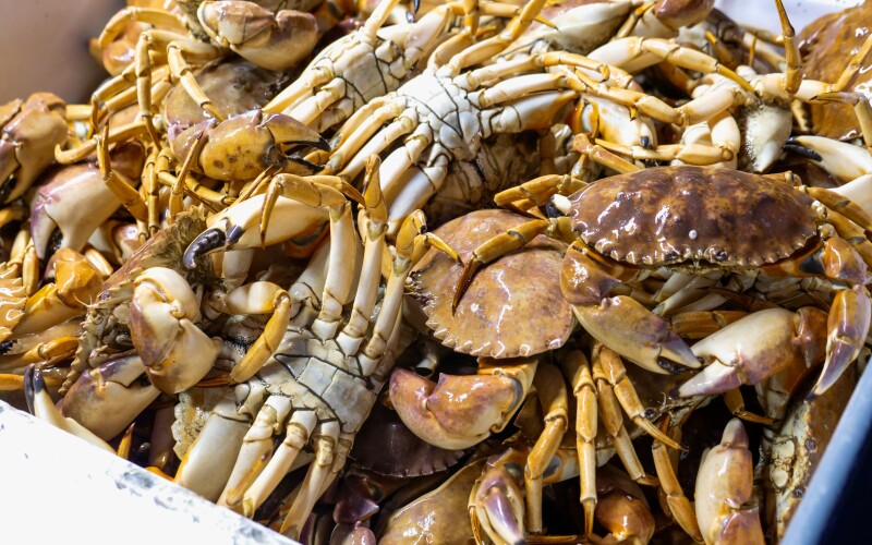 Cleaning Dungeness Crab — Alaska Floats My Boat