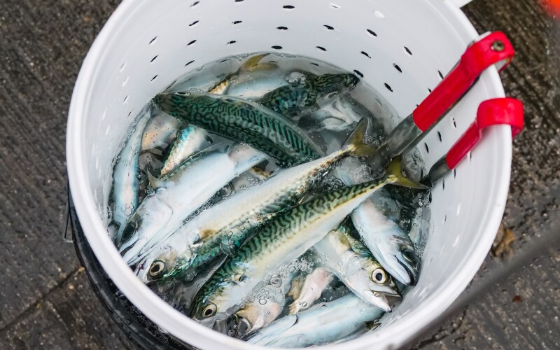 On Prince Edward Island, fear for mackerel fishery