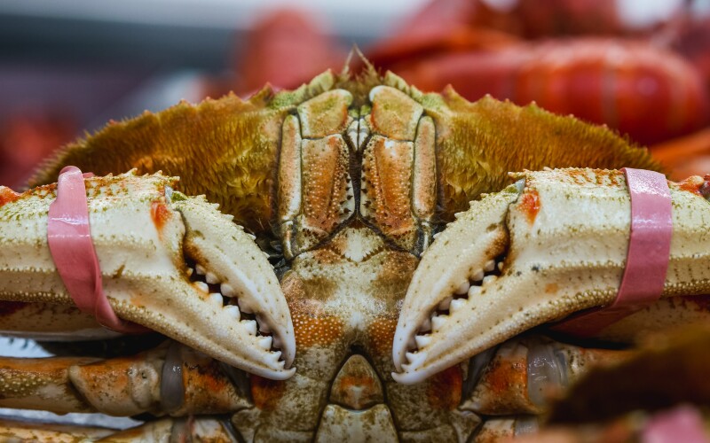 CDFW News  CDFW Announces a Statewide Fleet Advisory for the Commercial  Dungeness Crab Fishery