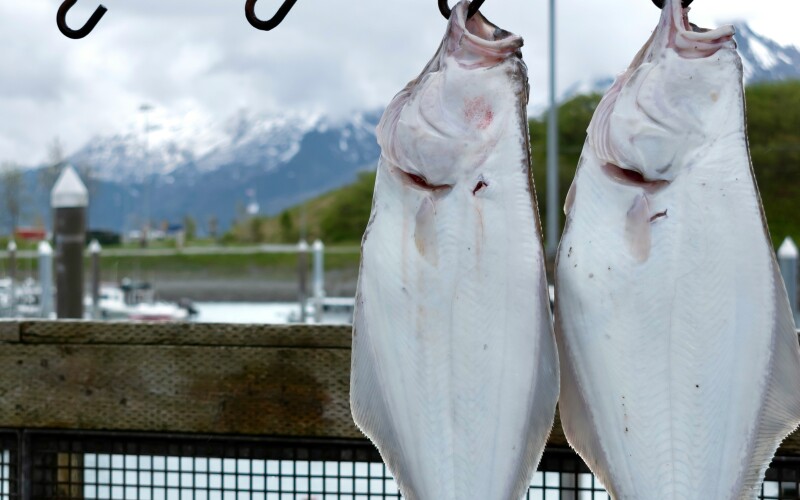 NOAA Fisheries Publishes Final Rule for Halibut Management Based