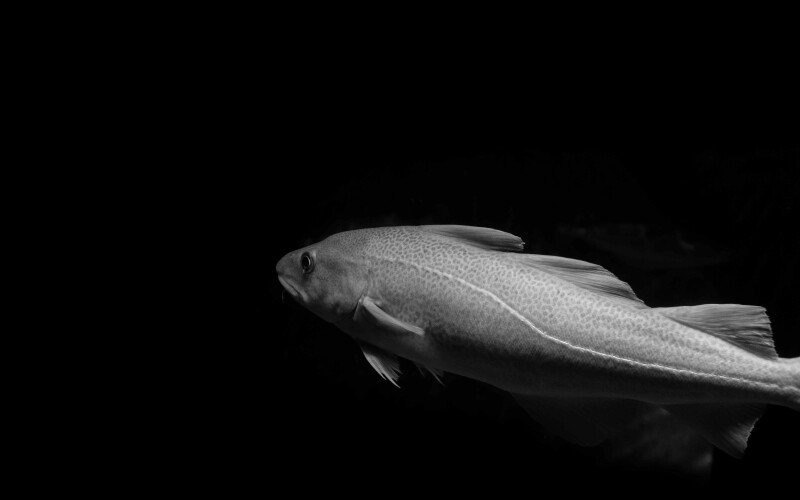 Photo by Ricardo Resende on Unsplash
