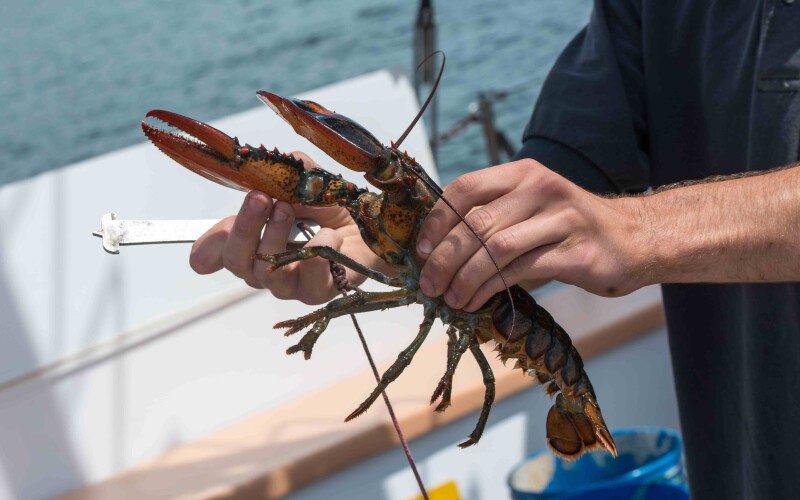 Oregon fishermen reject offshore wind changes; tribes see 'green