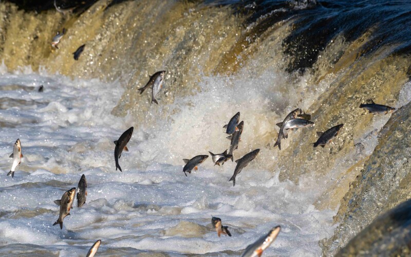 Hydaburg National Fisherman