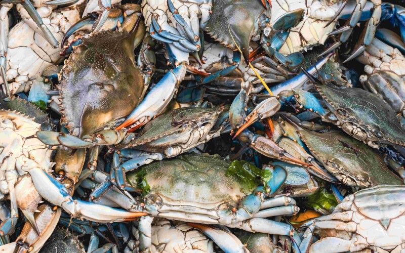 Efforts to save blue crabs underway in South Carolina