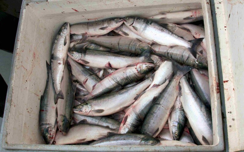 Alaska salmon 2024: Markets still flooded as next harvest