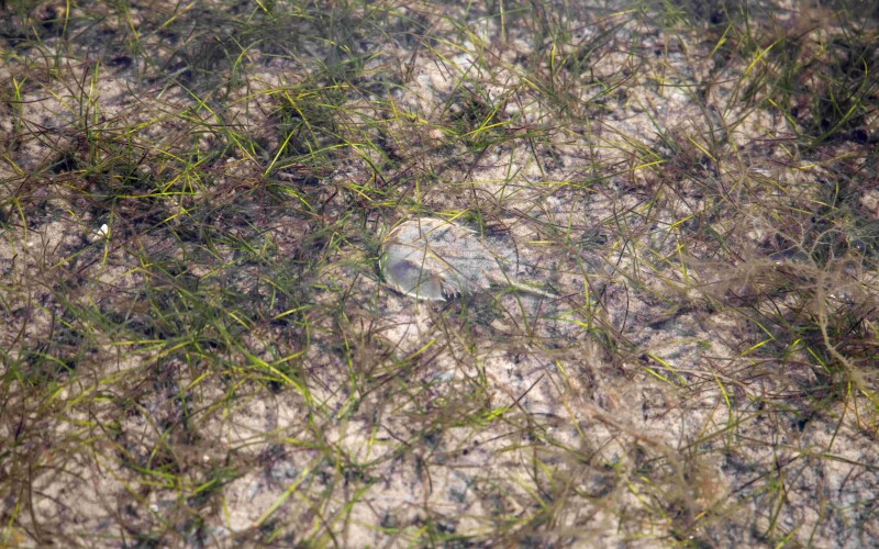 Female horseshoe crabs spared harvest for another year | National Fisherman