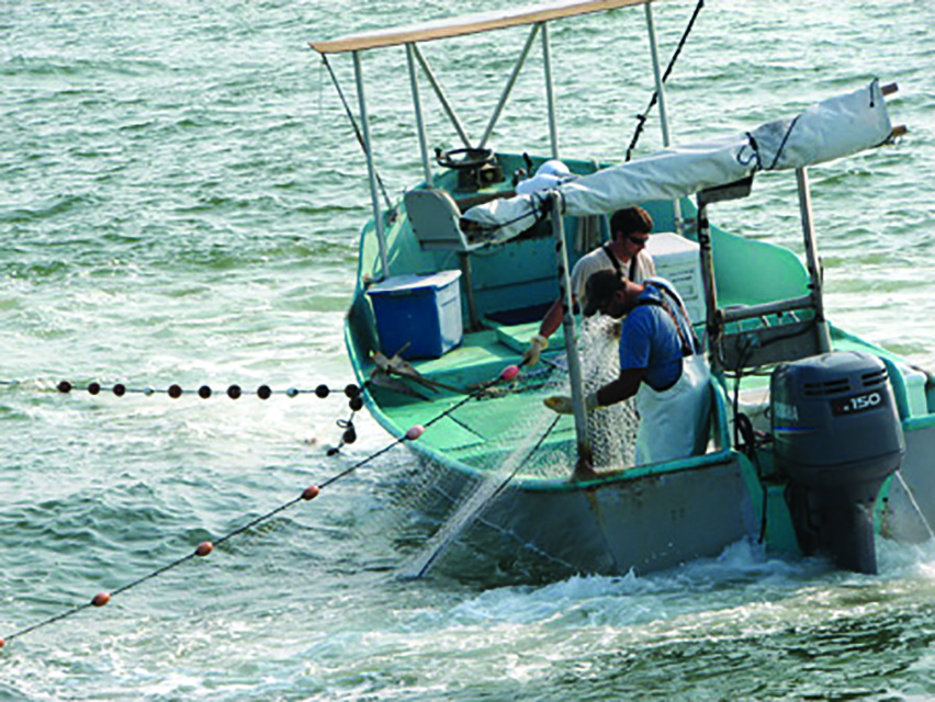 rolling with the tide: new book recounts fish fights in