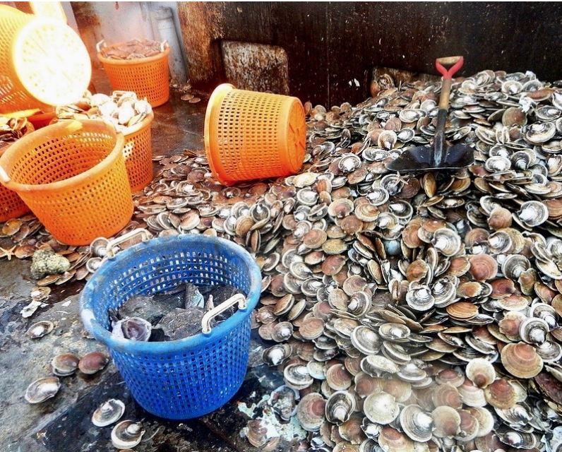 Scallop prices soar National Fisherman