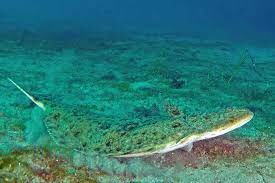 Courtesy of NOAA Fisheries