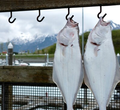 Halibut hanging on a hook. Photo by Raegan Cureton on Unsplash