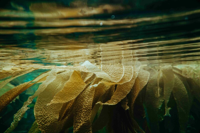 Kelp reflecting near the surface of the water.