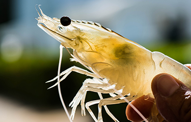 Vietnam Taking Steps To Prevent Spread Of Shrimp Disease From China