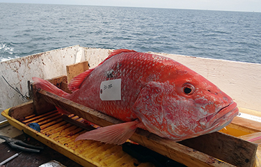 Red Snapper  NOAA Fisheries