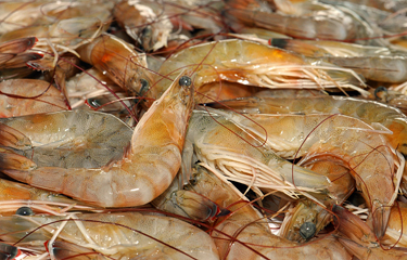 MSC site-visit to Mexican Pacific shrimp fishery expected in March 2020