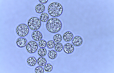 Marine microalgae researched by Veramaris.