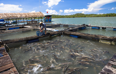 Tianbang positions itself for aquaculture, feed expansion in China ...