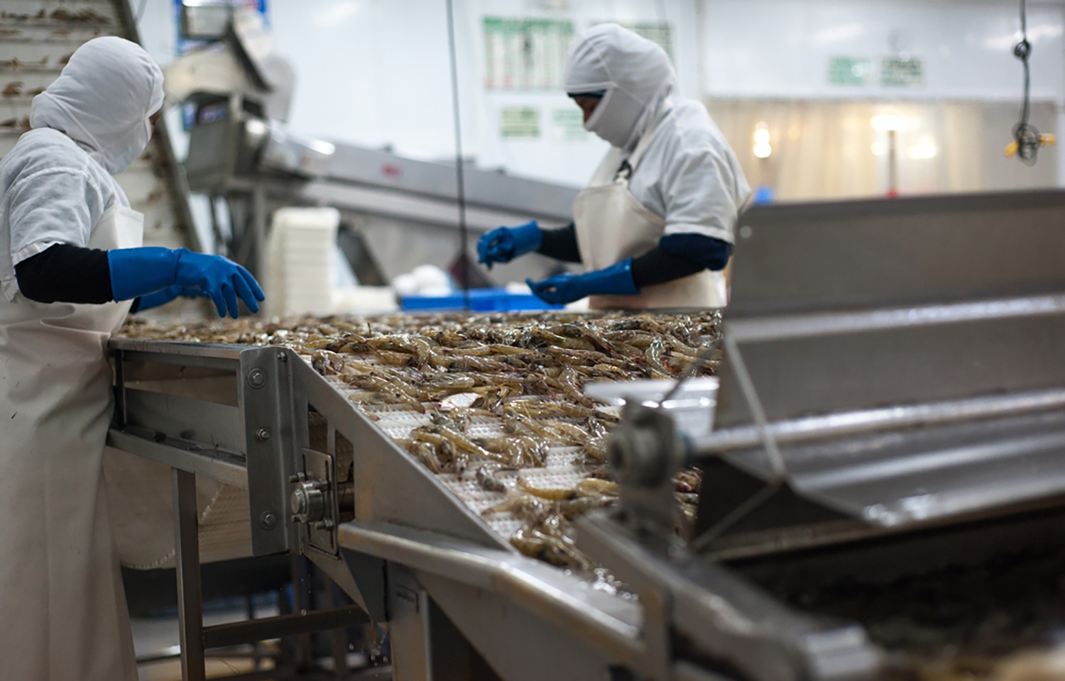 Ecuadorian shrimp exports dropped 11 percent in February 2024 ...