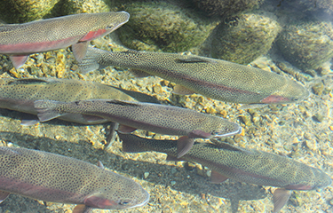 Cooke Gains Permission To Raise Rainbow Trout In Washington