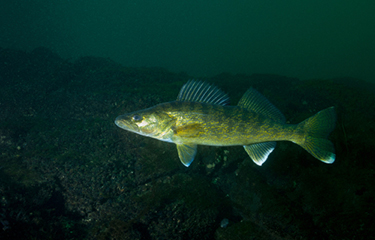 USDA reissues solicitation for 108,000 pounds of walleye | SeafoodSource