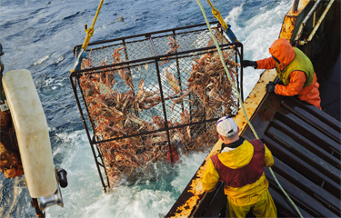 Bering Sea snow crab designated as “overfished” | SeafoodSource