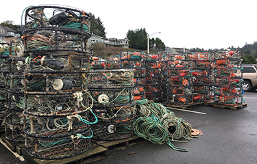 Oregon receives OK to open Dungeness season, while California crabbers