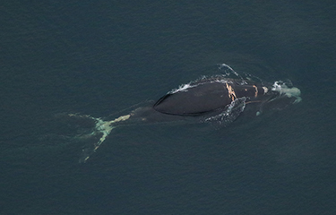 NOAA reports entangled adult right whale, dead whale calf | SeafoodSource