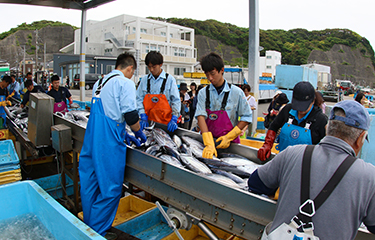 Workers in Japan process catch by the water.
