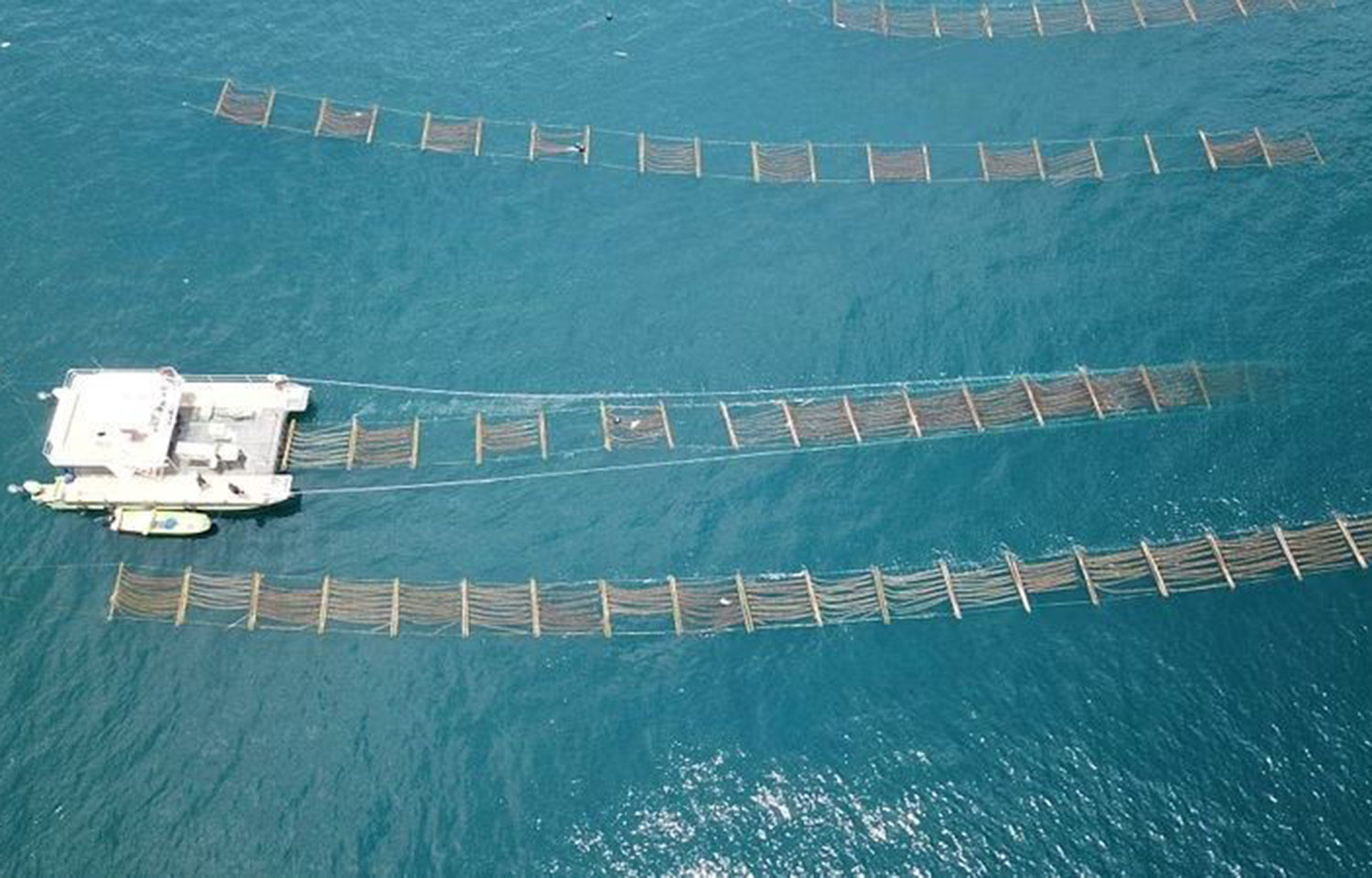 Sea6 Energy inaugurates seaweed farm in Indonesia; Simply Blue joins ...