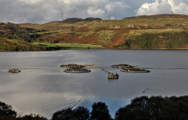 New call launched for Scottish aquaculture innovation projects ...