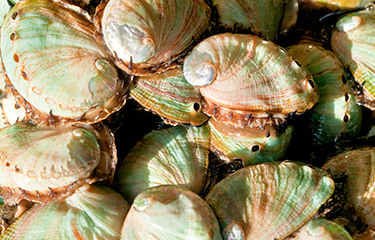 abalone cooperatives reserves