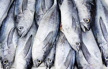 WCPFC to vote on skipjack harvest strategy, PNA wants it to be non-binding - SeafoodSource