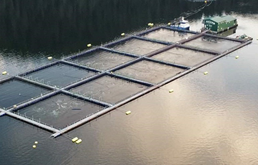 Canada denies salmon farm license renewals in Discovery Islands - Vimarsana News