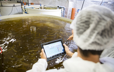 Aquamaof Expanding Its Ras Technology To Shrimp Farming By 2020