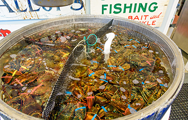 Maine Lobster Fishery Hits Record Value, But Faces Challenges In 2022 ...