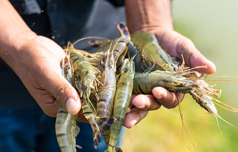 Harvesting Techniques — HATCH global shrimp report