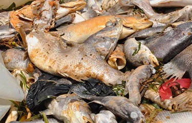 Climate change, pollution blamed for massive Lake Victoria fish kills - SeafoodSource