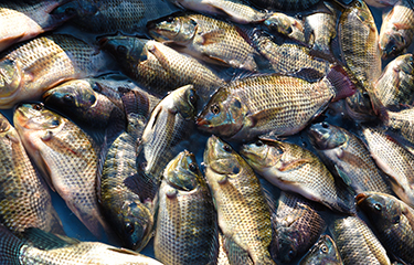 indian fish farming