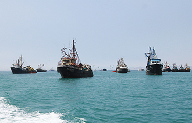 Peru closes second anchovy season at 88 percent of quota | SeafoodSource