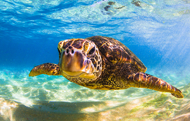 sea turtles habitat