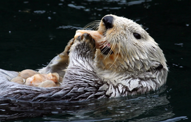 US West Coast fishing industry requests review of sea otter