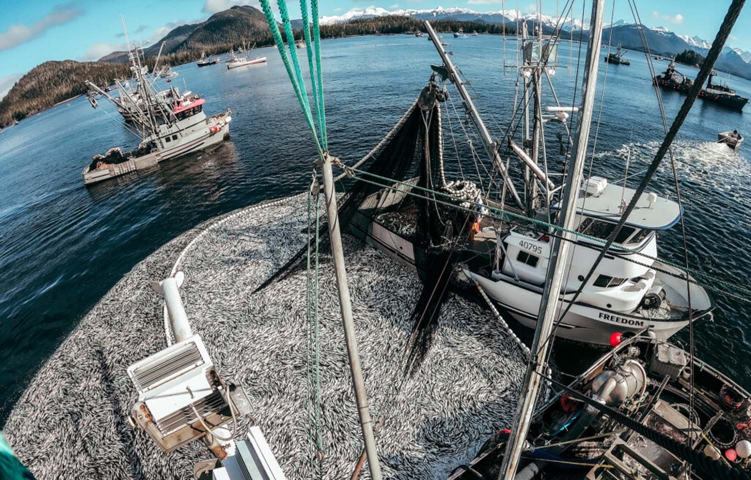 Huge harvest guideline but few buyers for Alaska’s herring fishery
