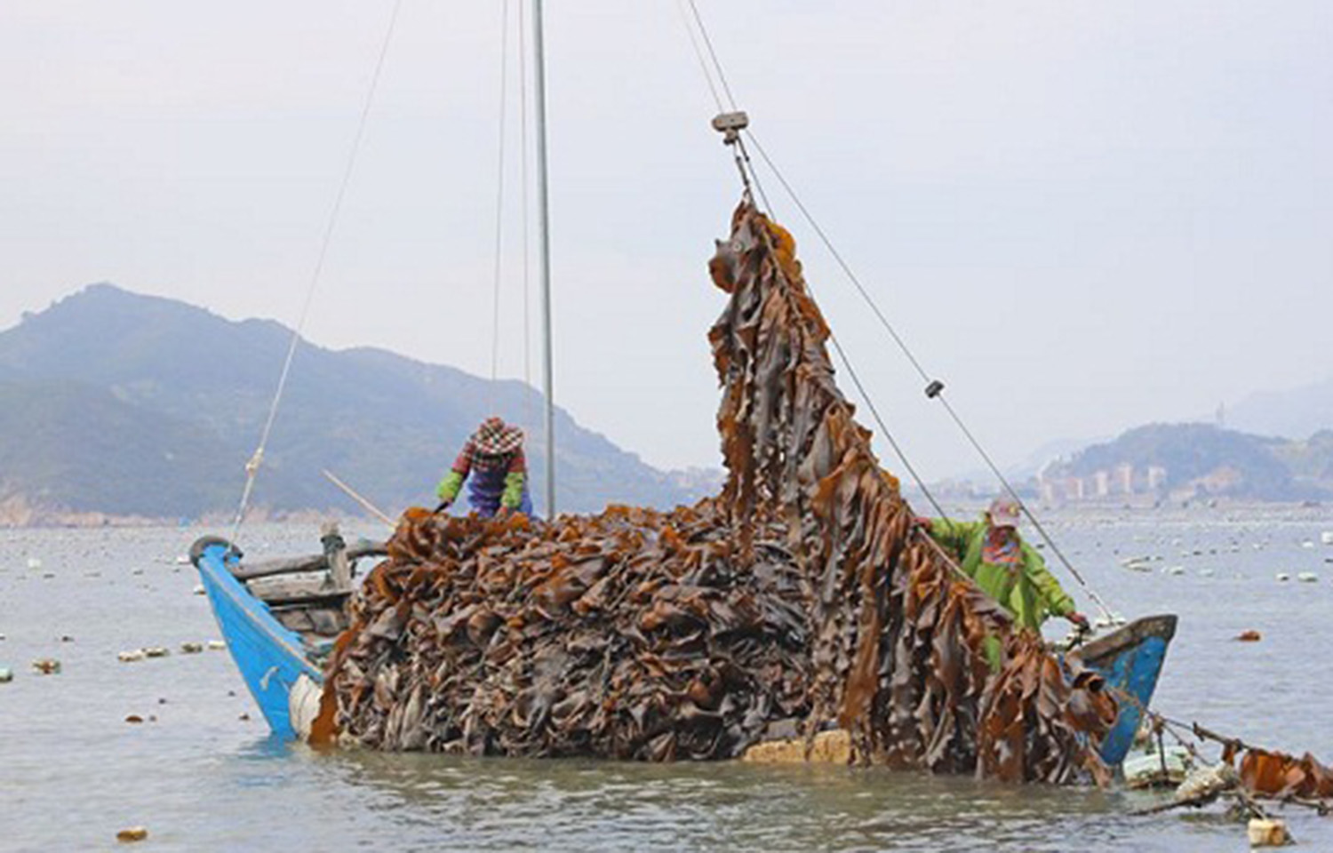 Chinese aquaculture firm Yida scores with blue carbon credits sale - Vimarsana News