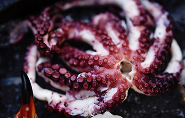 New Yucatan octopus FIP gains listing on Fishery Progress | SeafoodSource