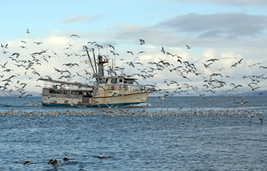 Alaskan fishermen could benefit from diversification | SeafoodSource