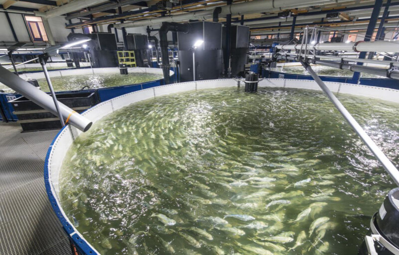 The inside of Kingfish's yellowtail farm